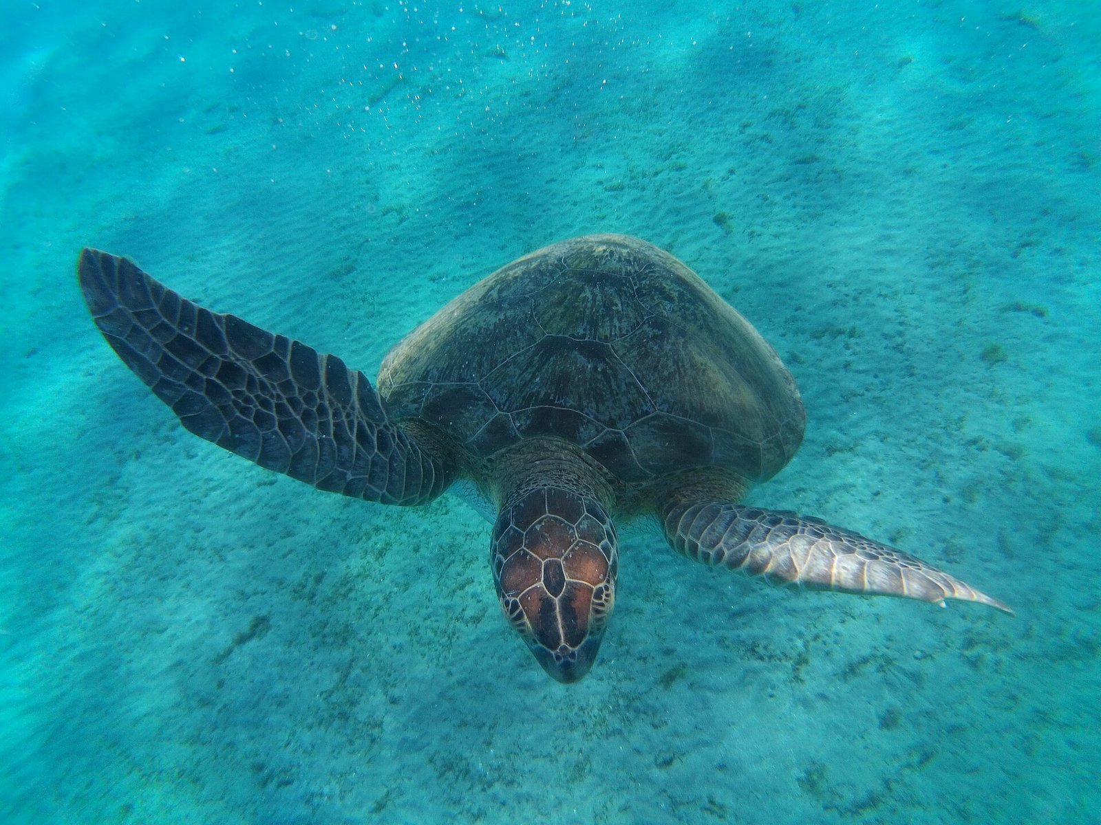 Teknősök és dugong az Abu Dabab-öbölben