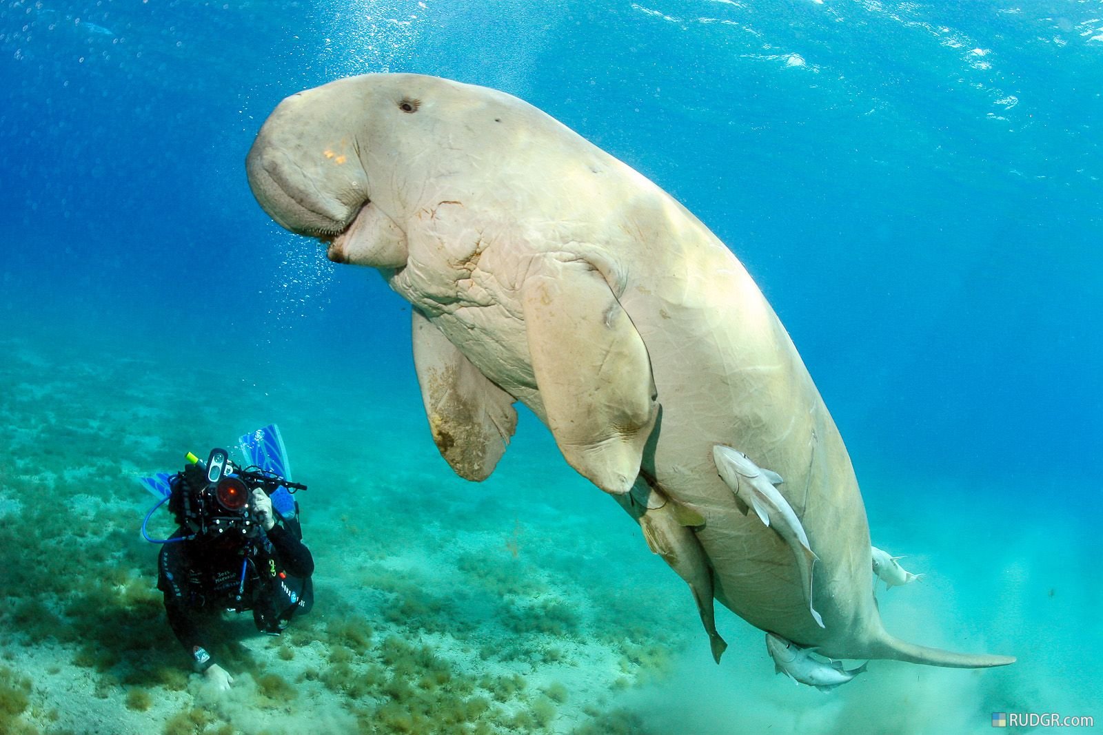Teknősök és dugong az Abu Dabab-öbölben